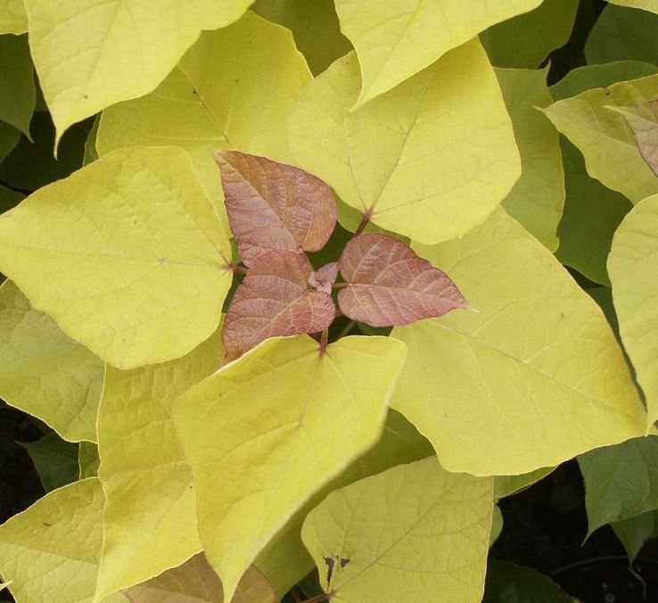 catalpa koku sugas Aurea