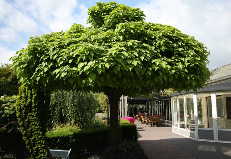 catalpa tree nana