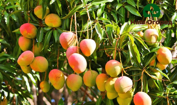 arbres fruitiers dans le jardin