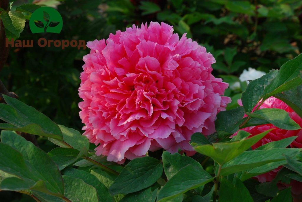 Treelike Peony Variety Coral Altar