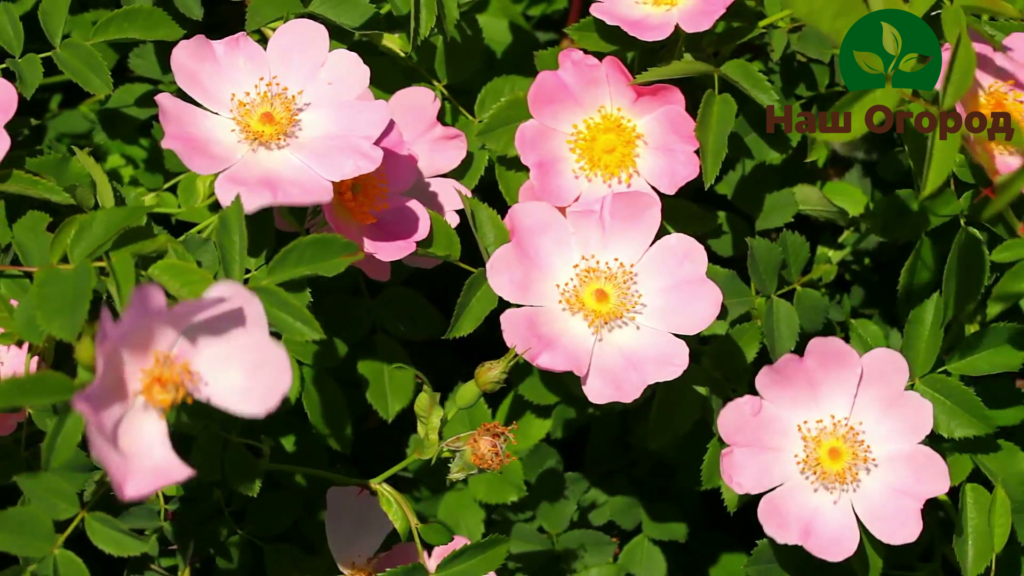 Rose canina. Also popularly called Dog Rosehip