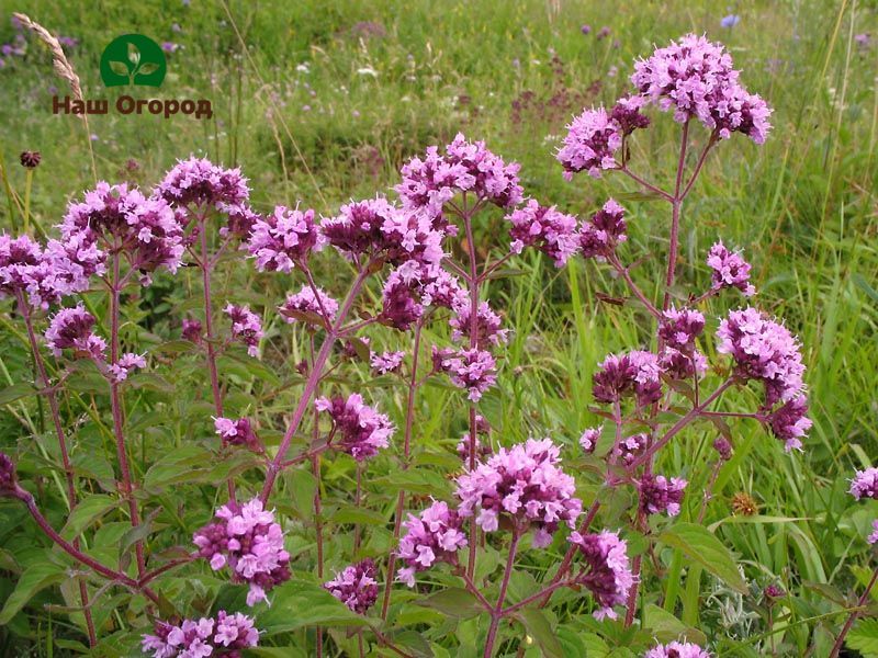 Oregano wird bei Schlaflosigkeit, nervösen Störungen verwendet.