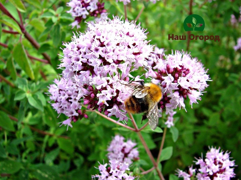 Oregano ist eine sehr berühmte Pflanze, die ein angenehmes Aroma und heilende Eigenschaften hat.