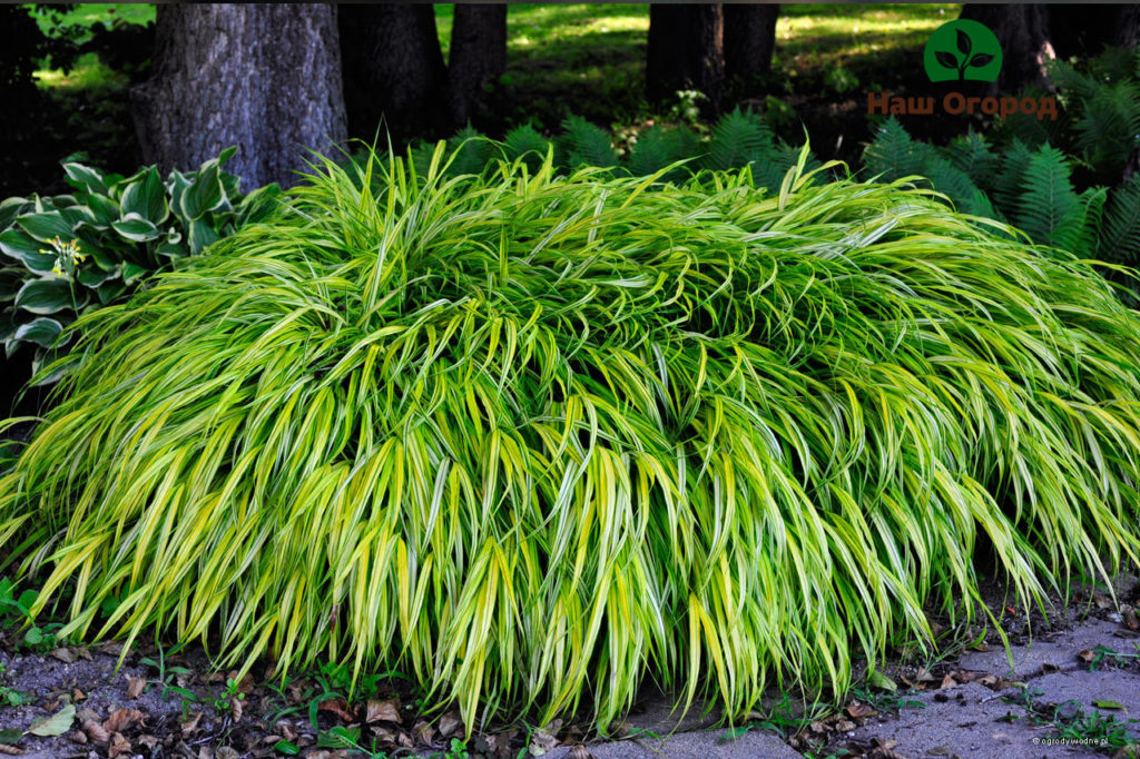 Hakonehloya wird dazu beitragen, einen Garten im japanischen Stil zu schaffen.