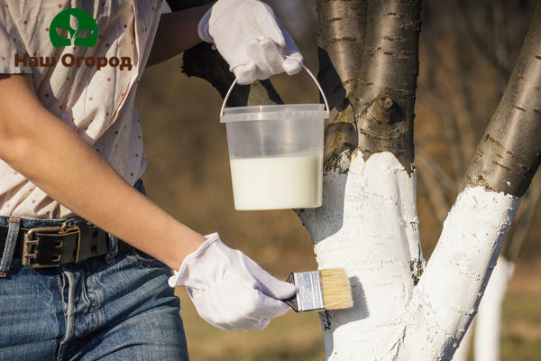 Whitewashing trees is a great help to preserve the integrity of the bark