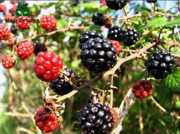 Both raspberries and blackberries require a sunny spot to grow