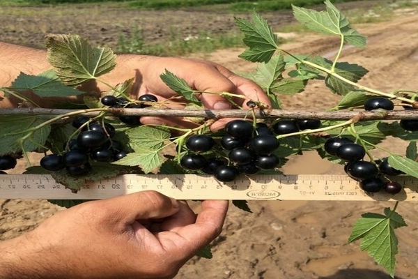 Growing currants