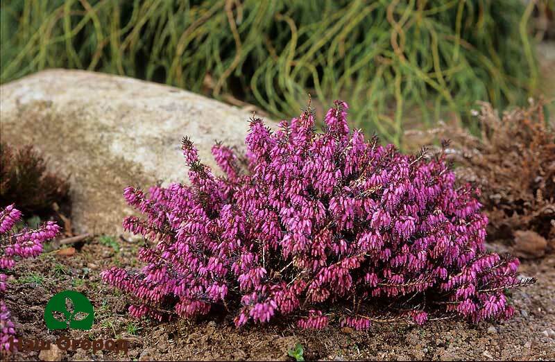 Bevor Erica im Freiland gepflanzt wird, muss zuerst der Boden vorbereitet werden