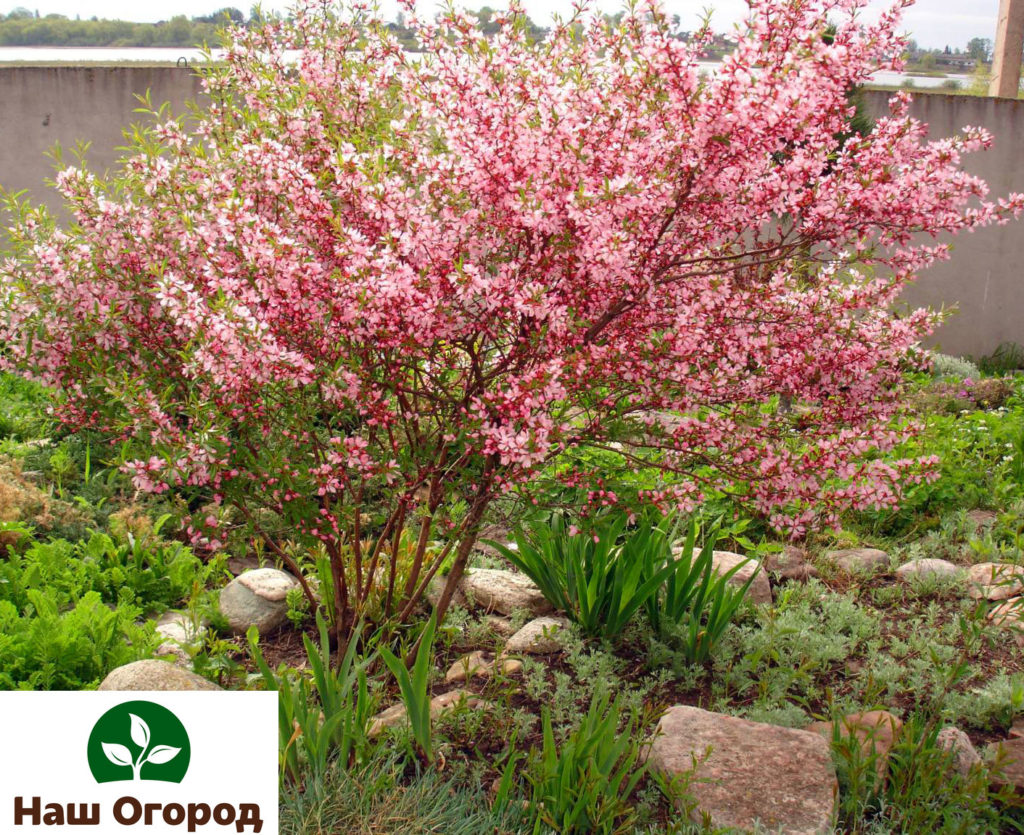 The flowers are bright pink and have a peculiar aroma.