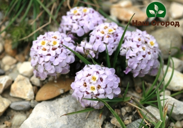 Mountain soldanella for decorating garden stones