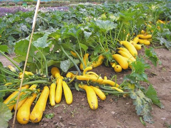 Ang pagtatanim ng zucchini para sa mga punla ay makabuluhang mapabilis ang pagkahinog ng ani.