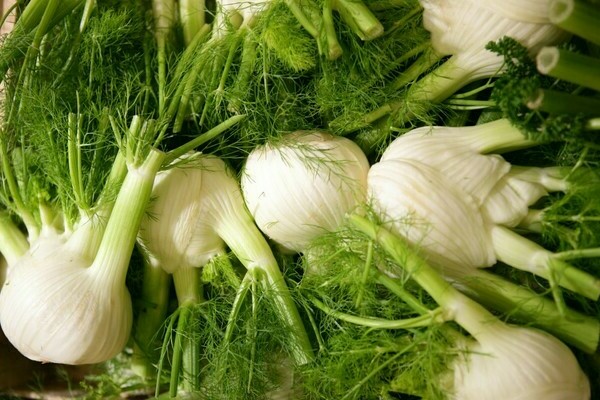 fennel