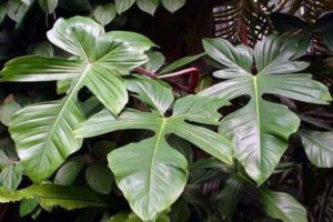 philodendron care