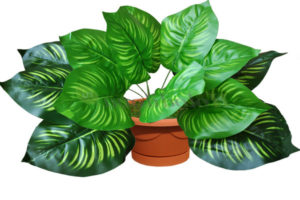 litrato ng philodendron