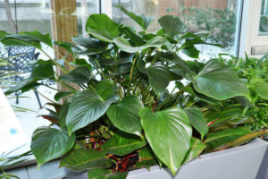 philodendron