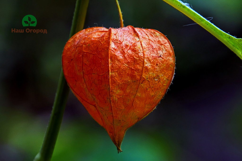 wachsende physalis