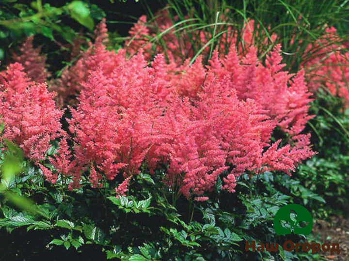 Astilbe Anders plant