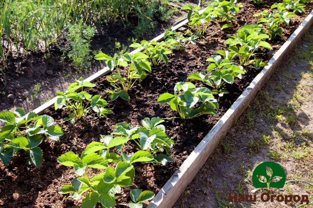 Strawberry Victoria is a very light-loving plant, so it is advisable to place the beds in a well-lit place