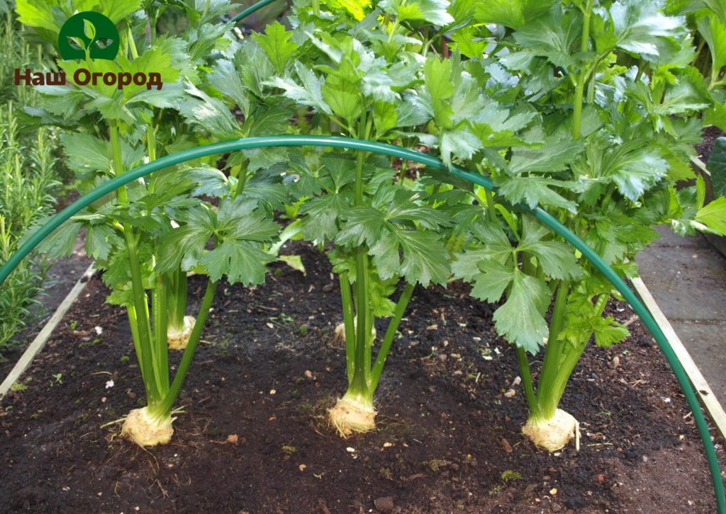 Thinned Celery Garden