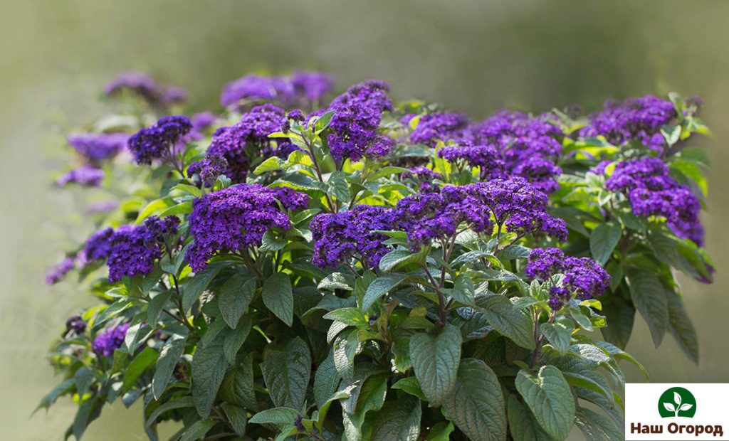 Heliotrop ist ein traditioneller Favorit für einen duftenden Garten.