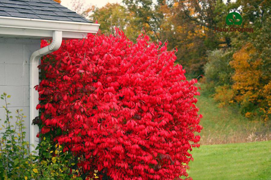 Euonymus