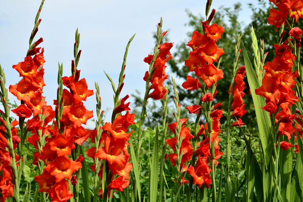 gladiolus