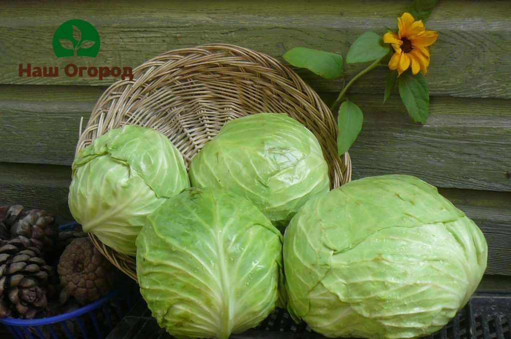 Kohl wird sowohl zu Gemüse- als auch zu Futterzwecken angebaut.