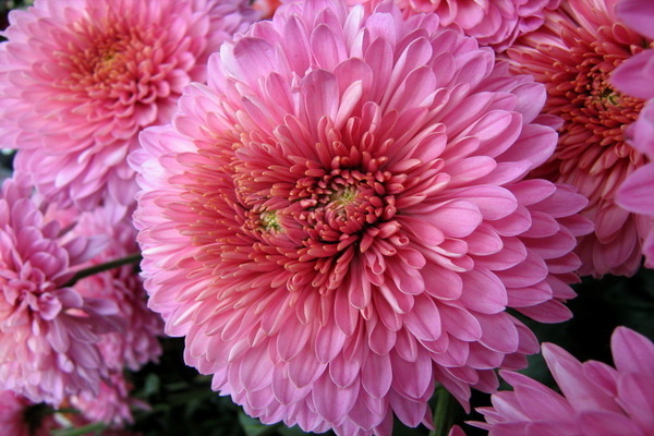 chrysanthemum