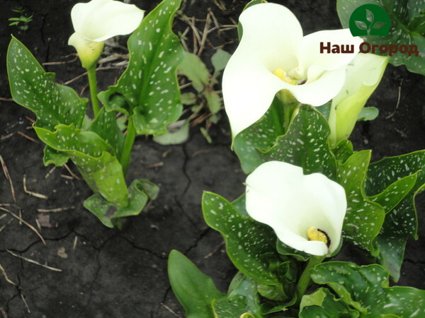 Es ist unerwünscht, Calla-Lilien zu eng aneinander zu pflanzen. Dies kann die Entwicklung von Krankheiten in Blumen provozieren.