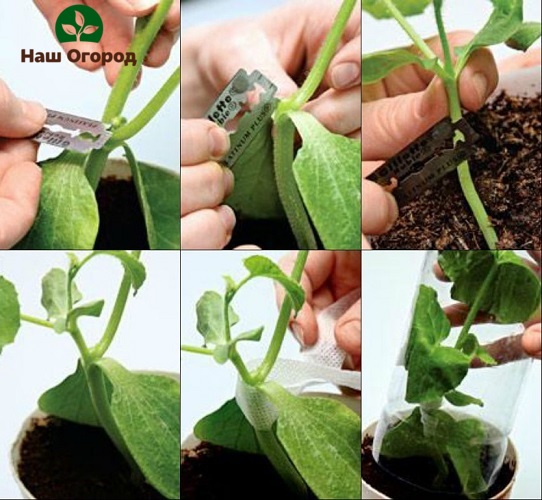 A visual diagram of grafting a cucumber on a pumpkin