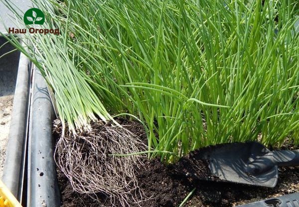 planting onions