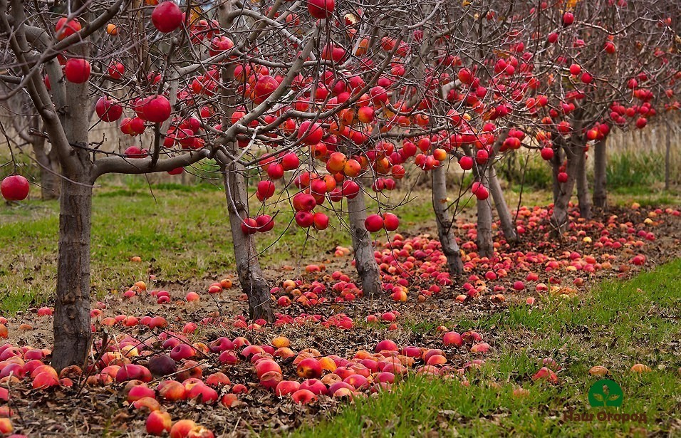 Apple orchard