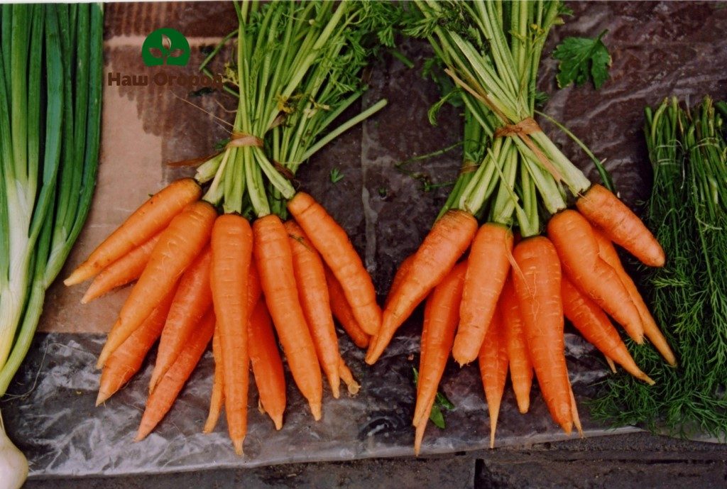 sowing seeds and storing carrots