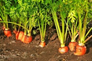 carrot varieties