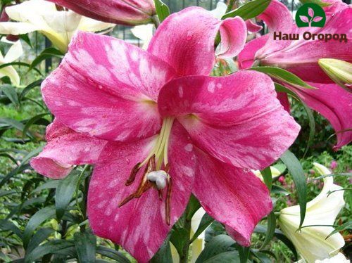 You can identify the cucumber mosaic by the white oblong spots on the lily petals