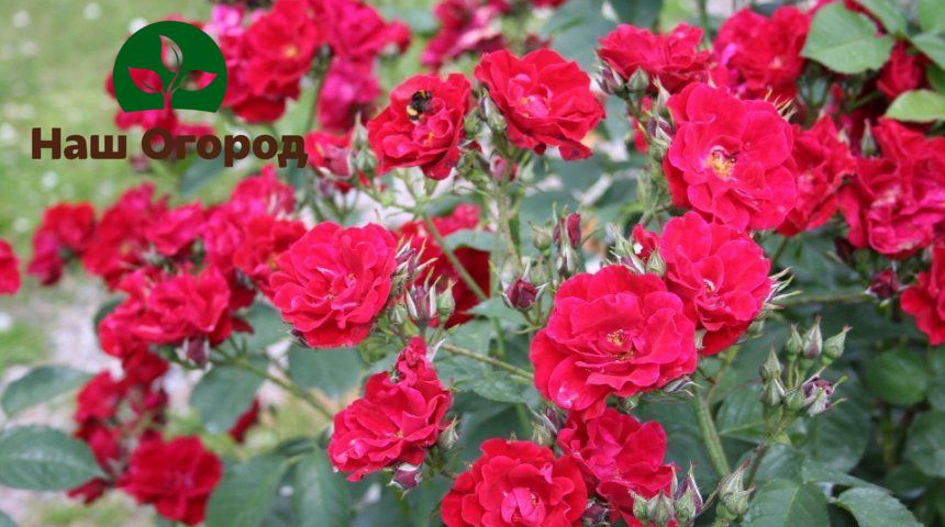 Floribunda roses can bloom in several waves