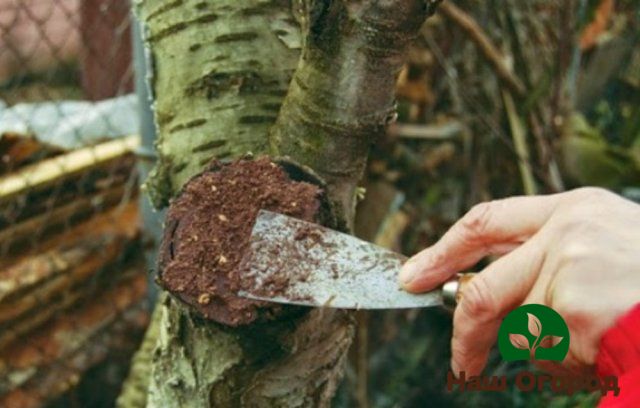 bark of fruit trees