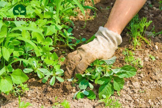 Fehler im Garten