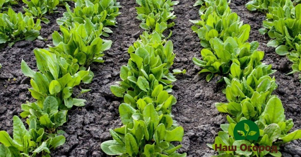 Sauerampfer richtig im Garten pflanzen