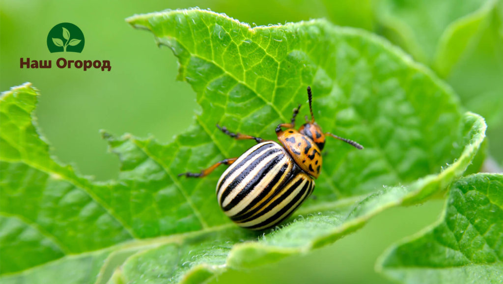 Colorado beetle