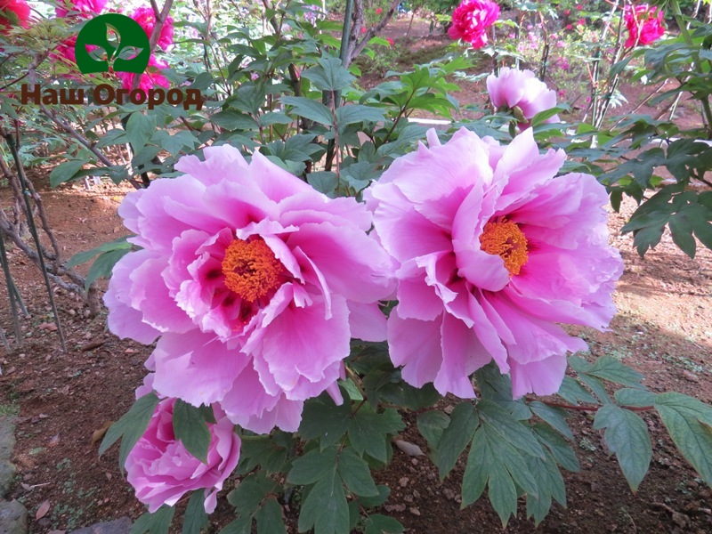 Japanese tree peonies