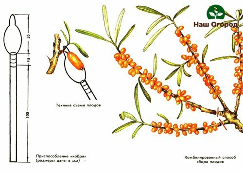 Memo para sa pagkolekta ng mga prutas na sea buckthorn