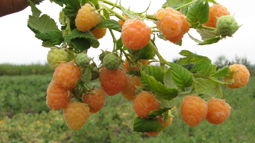 Ang mga raspberry bushes ay hindi dapat itanim na malapit sa isa't isa.