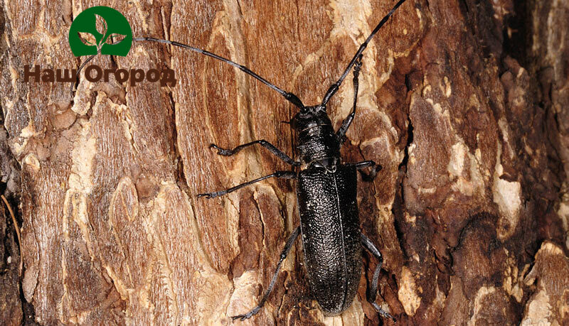 Schon ein Borkenkäfer kann die Rinde eines Apfelbaums erheblich schädigen