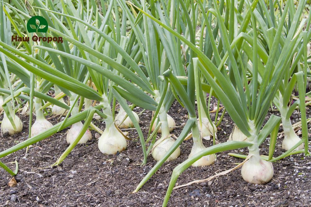 garlic