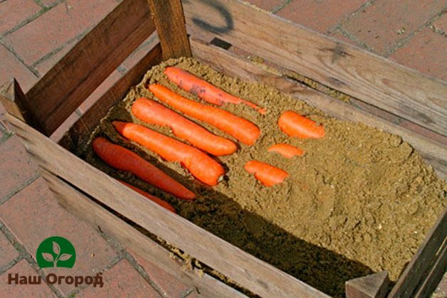 Conserver les carottes dans du sable sec