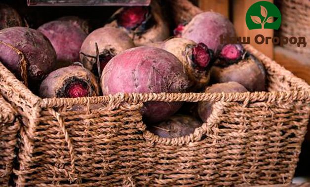 Afin de protéger davantage la récolte de betteraves contre les champignons, vous pouvez la saupoudrer un peu de pelure d'oignon.