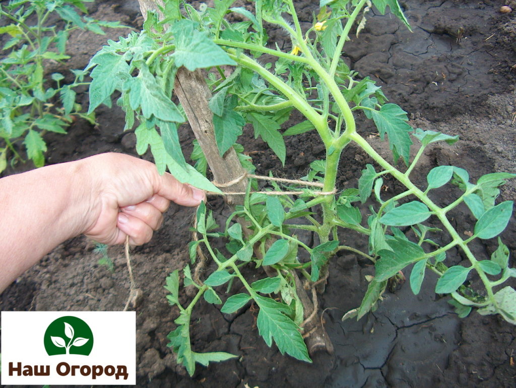 It is strictly forbidden to tie the tomatoes with wire.