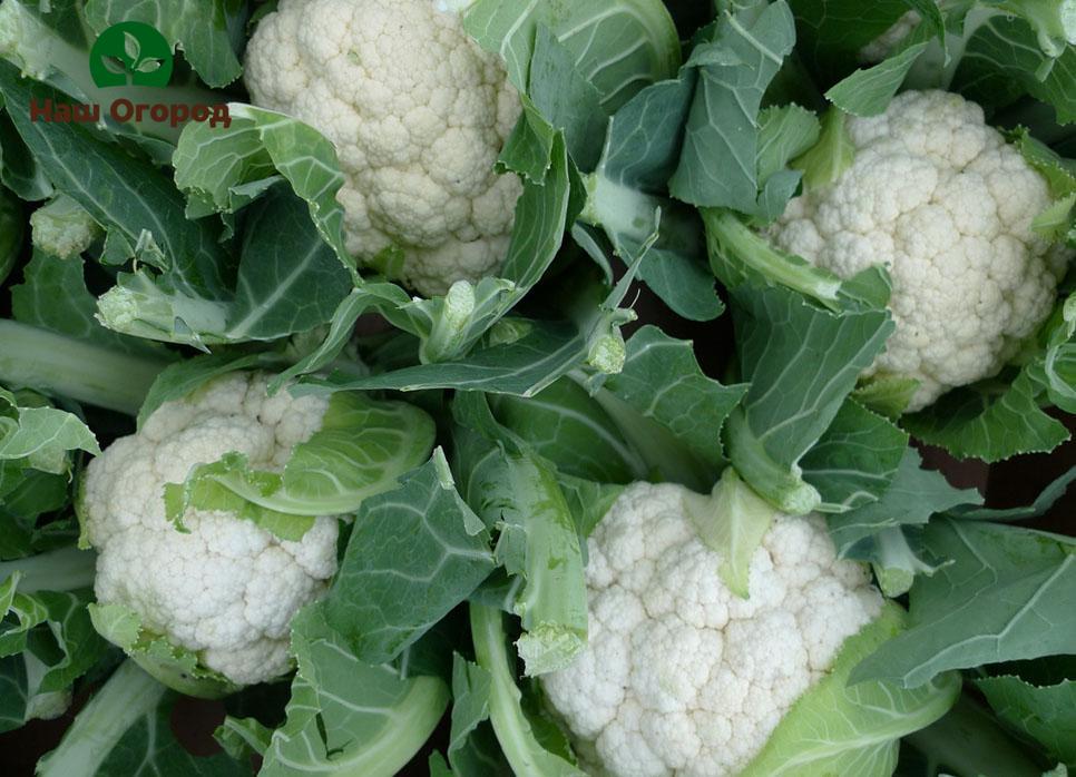 cauliflower in the garden