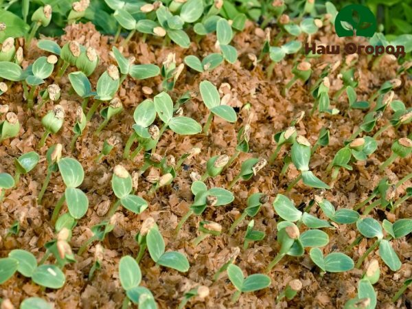 Sawdust will help protect young cucumbers from drought